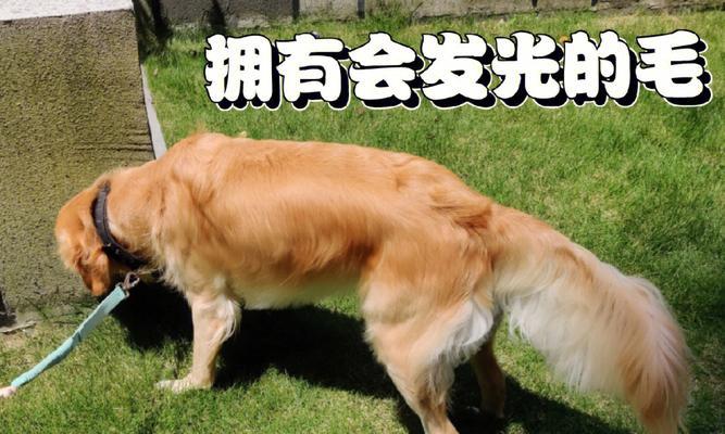 边牧美毛的秘密武器（揭秘边牧美毛的饮食秘籍）(图3)