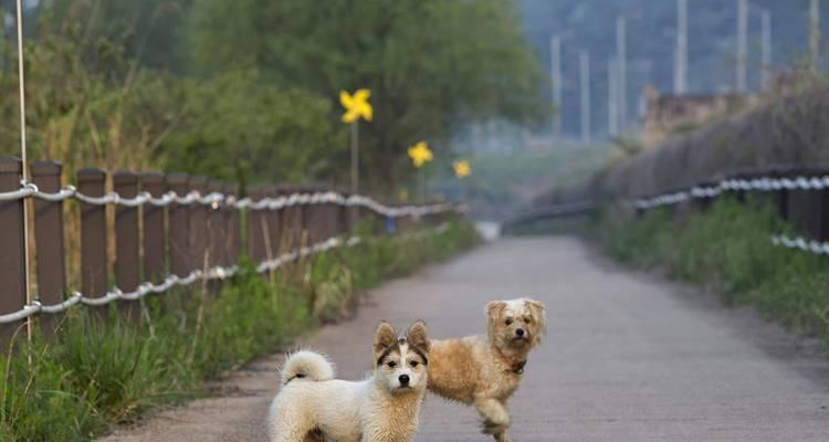 小狗为什么会摇尾巴？（揭秘小狗摇尾巴的真正含义）(图2)