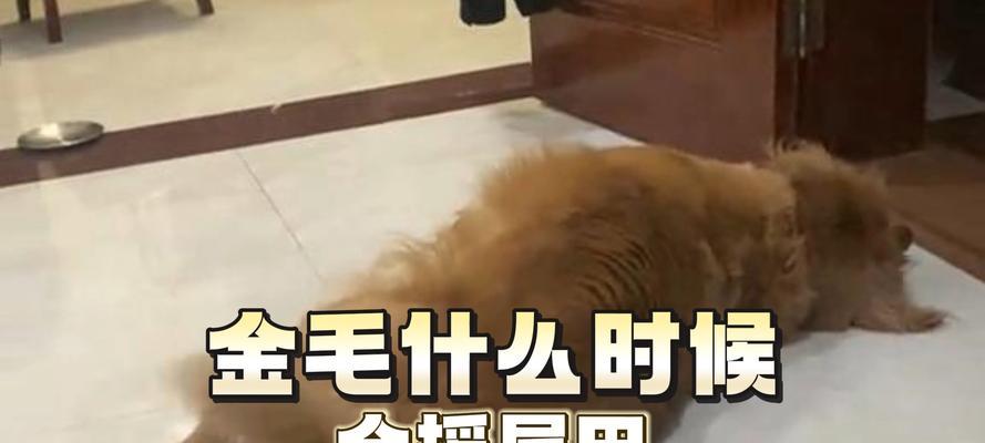 小狗为什么会摇尾巴？（揭秘小狗摇尾巴的真正含义）(图3)