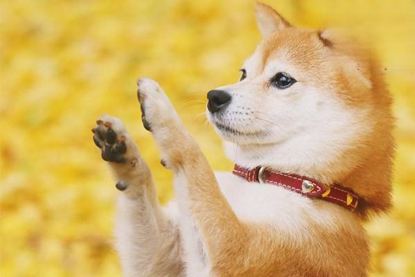 犬冠状病毒(图2)