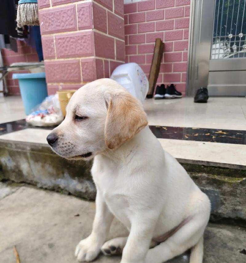 选择一只适合你的狗狗（如何根据需求和条件选择一只适合自己的狗狗）(图2)