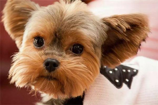 狂犬病毒 - 悠悠酷狗网