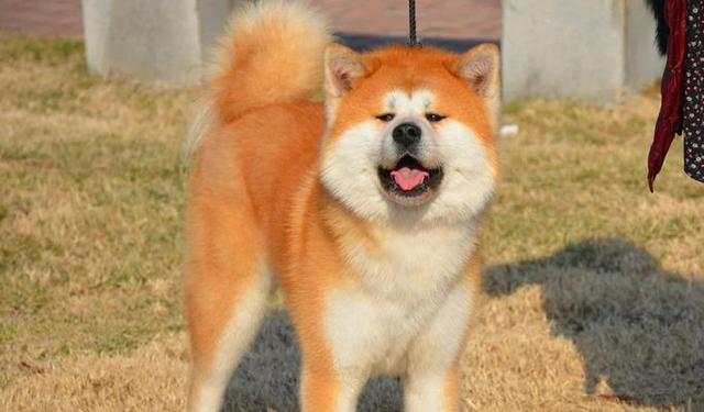 选择一只适合你的狗狗（如何根据需求和条件选择一只适合自己的狗狗）(图3)