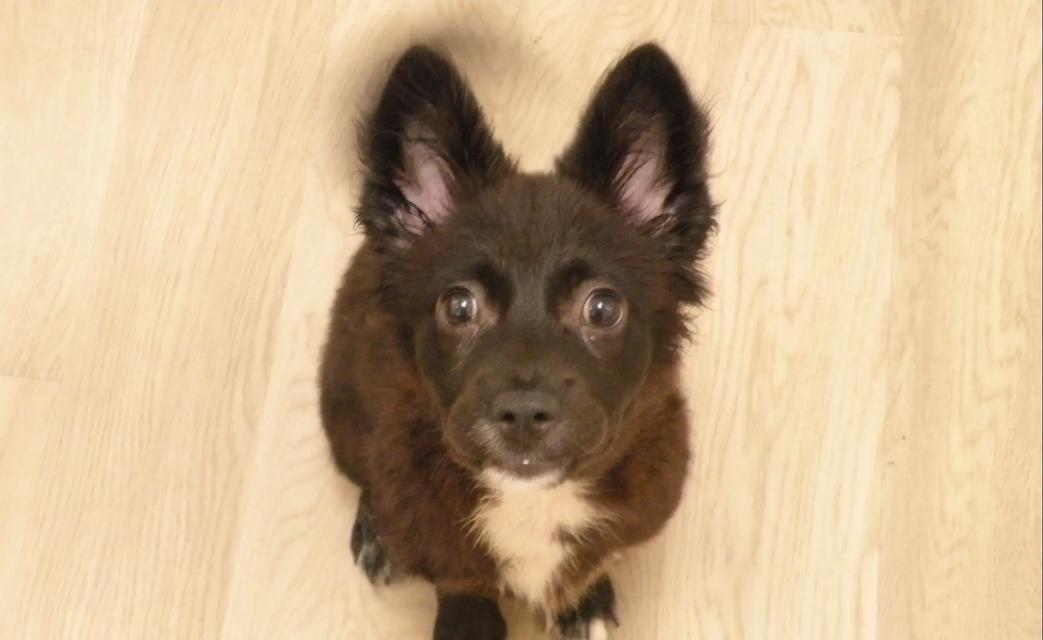 选择一只适合你的狗狗（如何根据需求和条件