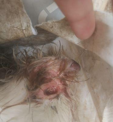 关于狗的安乐死（给予狗以尊严的离别方式）(图3)