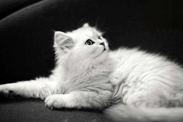 猫传染性鼻气管炎(图2)