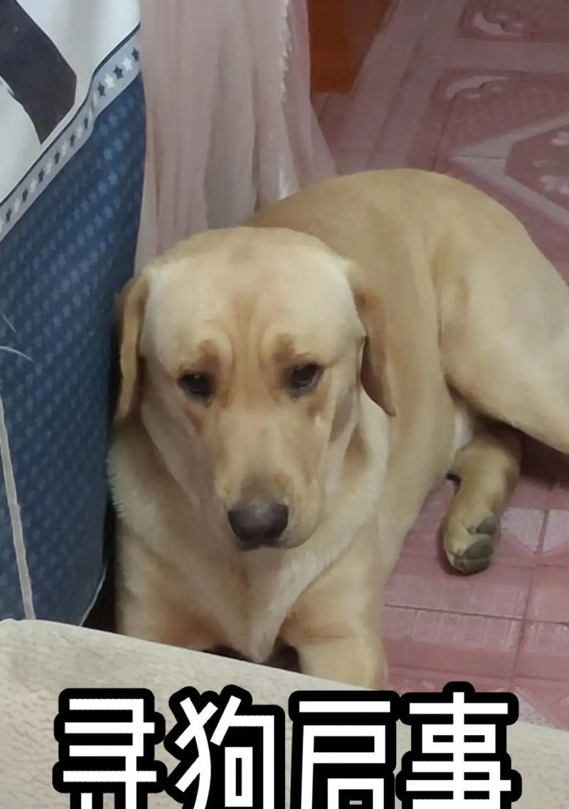 选择一个合适的名字给你的拉布拉多（如何为你的拉布拉多选择一个与其品质相称的名字） - 悠悠酷狗网