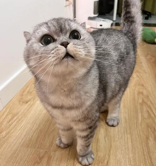 异国短毛猫的最佳梳子选择(图3)