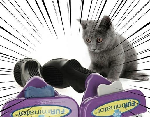 异国短毛猫的最佳梳子选择 - 悠悠酷狗网
