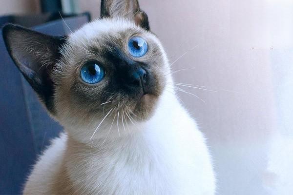 犬猫钩端螺旋体病(图2)