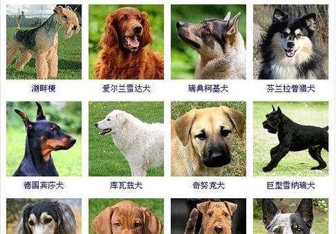 选择一个合适的名字给你的拉布拉多（如何为你的拉布拉多选择一个与其品质相称的名字）(图2)