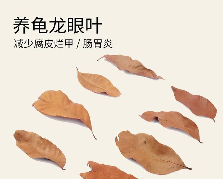 乌龟养殖水质管理技巧与常见问题应对方案(图2)