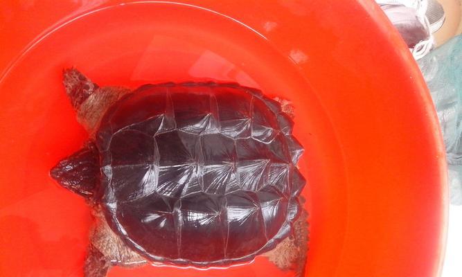 大乌龟饮食习性全解析：食物选择与营养需求指南(图2)