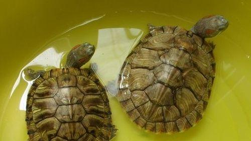 大乌龟饮食习性全解析：食物选择与营养需求指南(图3)