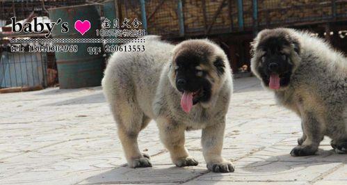 高加索地区防疫针接种现状、挑战与改善策略(图1)