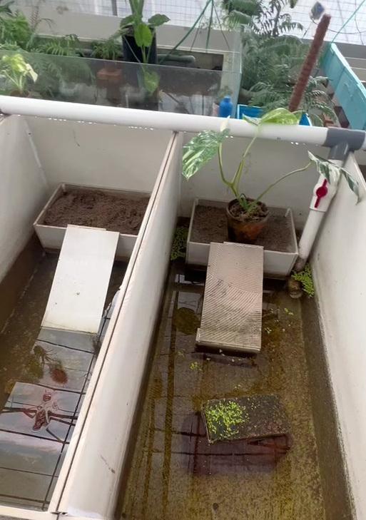 探索巴西龟繁殖奥秘：从选窝、生蛋到孵化全解析(图3)