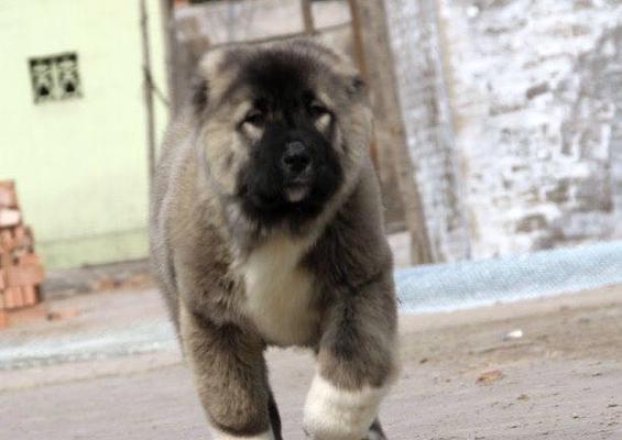 高加索地区防疫针接种现状、挑战与改善策略(图3)