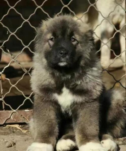 高加索地区防疫针接种现状、挑战与改善策略(图2)