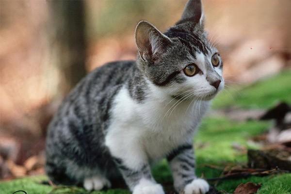 猫传染性腹膜炎 - 悠悠酷狗网