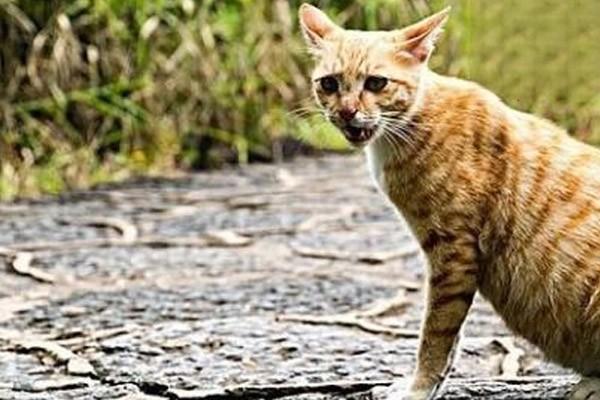 猫传染性腹膜炎(图2)