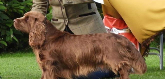 探秘不同犬耳朵形态的美丽与功能（从犬耳朵长的角度看狗的多样性与适应性）(图2)