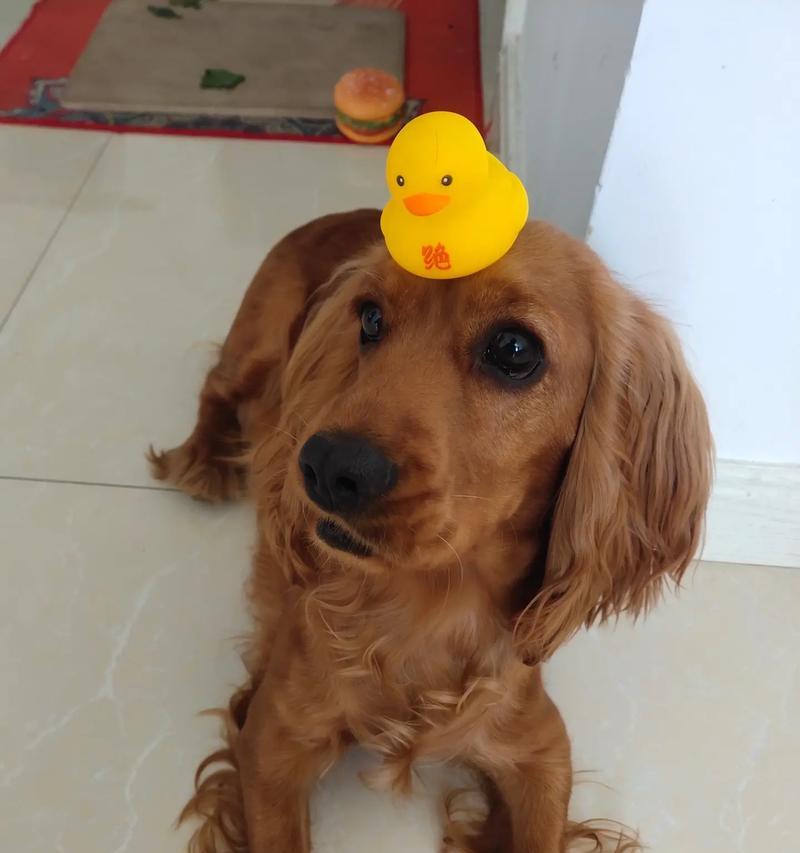 探秘不同犬耳朵形态的美丽与功能（从犬耳朵长的角度看狗的多样性与适应性）(图1)