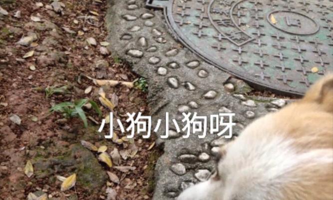 狗狗为什么不叫？（探究狗狗不叫的原因及解释）(图2)