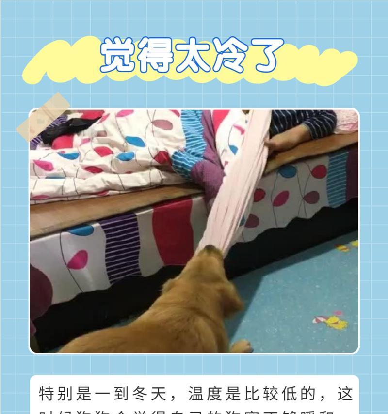 狗狗为什么不叫？（探究狗狗不叫的原因及解释）(图3)