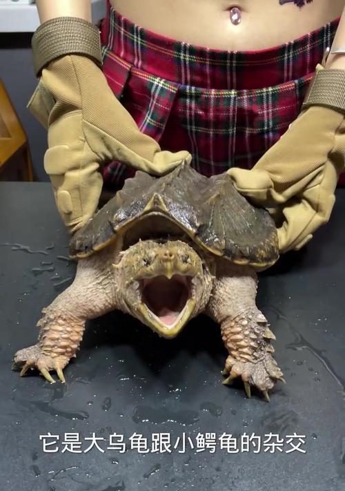 避开这些喂养误区，守护宠物小鳄龟健康成长(图1)