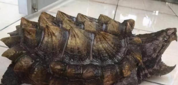 避开这些喂养误区，守护宠物小鳄龟健康成长(图2)