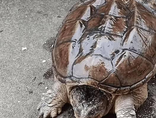 避开这些喂养误区，守护宠物小鳄龟健康成长(图3)