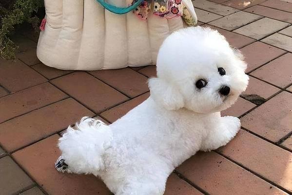 比熊犬尴尬期特征解析，从容应对成长的烦恼(图1)