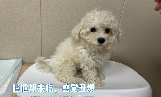 比熊犬尴尬期特征解析，从容应对成长的烦恼(图2)