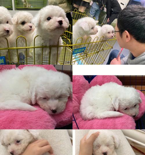 比熊犬尴尬期特征解析，从容应对成长的烦恼(图3)