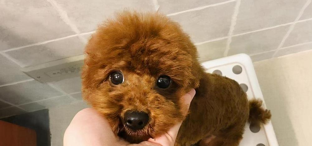 小型贵宾犬怀孕了吃什么？（为了母犬和胎儿的健康，饮食非常重要！）(图1)