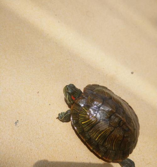 极小的乌龟吃什么？揭秘其饮食偏好与饲养要点(图3)