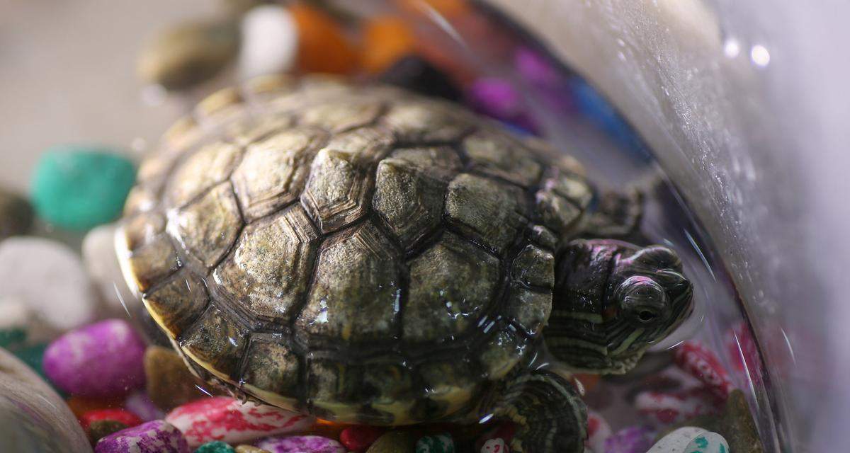 极小的乌龟吃什么？揭秘其饮食偏好与饲养要点 - 悠悠酷狗网