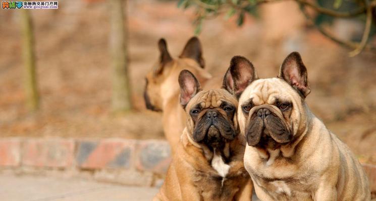 英牛犬市场价格全解析：从预算到挑选的完整指南(图3)