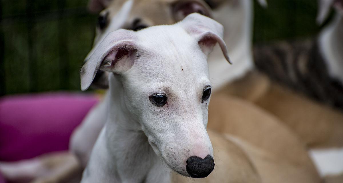 白鼻子犬品种盘点与性格特点指南：选择你的理想宠物 - 悠悠酷狗网