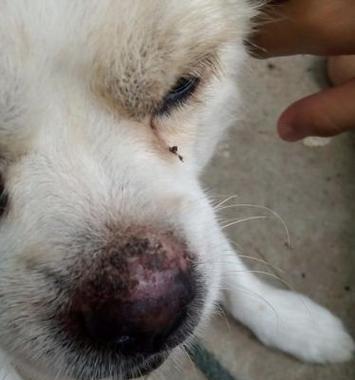 狗喷嚏可能传播哪些病毒？揭示犬类健康与人宠共存的科学真相(图3)