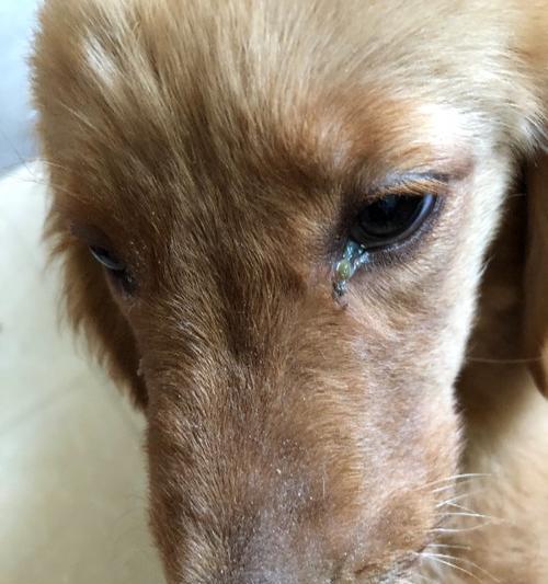 狗喷嚏可能传播哪些病毒？揭示犬类健康与人宠共存的科学真相(图2)