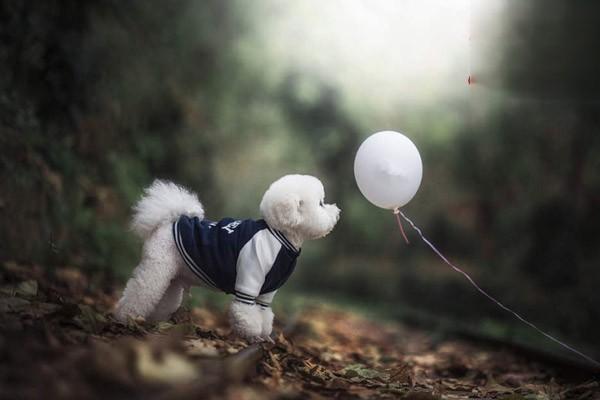 犬猫沙门菌病(图2)