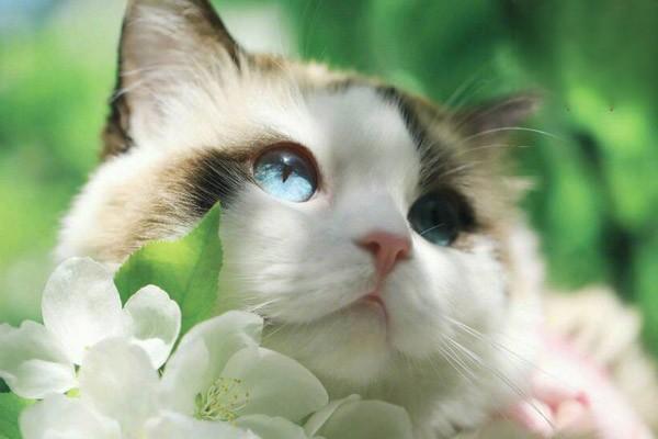 犬猫沙门菌病(图3)