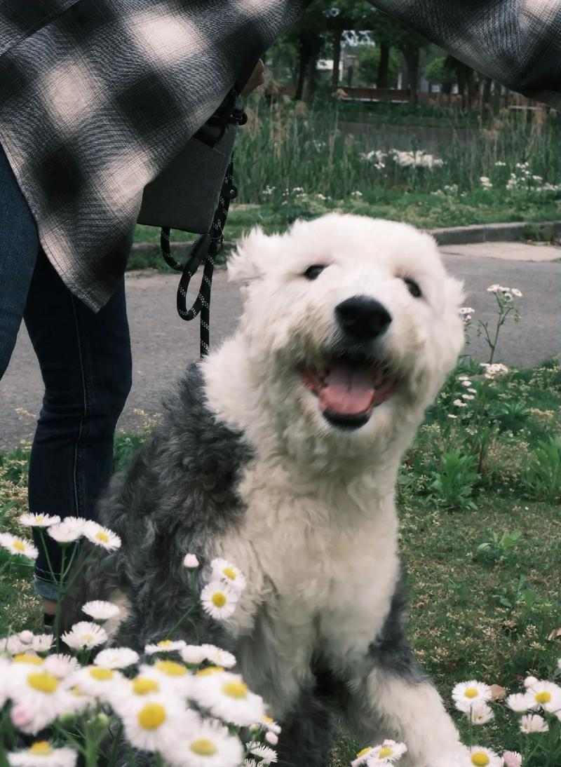 以古牧与犬杂交（探索以古牧与其他犬种杂交的迷人之处）(图2)