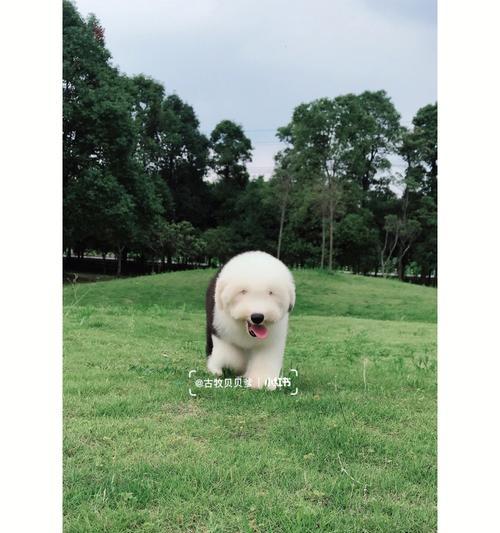 以古牧与犬杂交（探索以古牧与其他犬种杂交的迷人之处） - 悠悠酷狗网