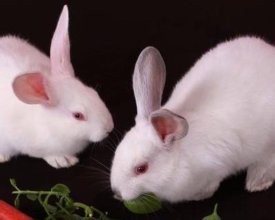 探寻肉兔的多彩世界（以肉兔的颜色为切入点，揭开它们独特的魅力）(图1)