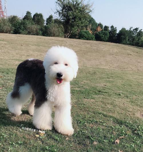 以古牧与犬杂交（探索以古牧与其他犬种杂交的迷人之处）(图3)