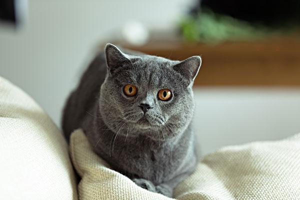 结核病(犬猫)(图2)