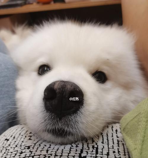 萨摩耶中暑急救，合理用药（保护毛孩不中暑，药物救命关键）(图3)