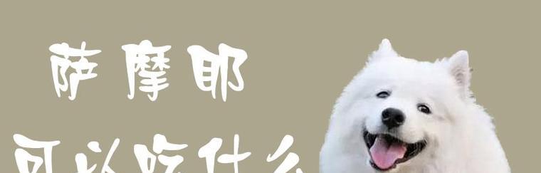 萨摩耶中暑急救，合理用药（保护毛孩不中暑，药物救命关键） - 悠悠酷狗网